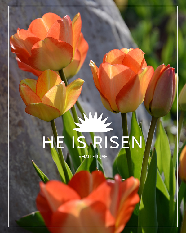 #hallelujah He Is Risen Posters. FREE download! 8x10, 5x7 and 4x6-inch files. JPEG, PDF and web versions included!